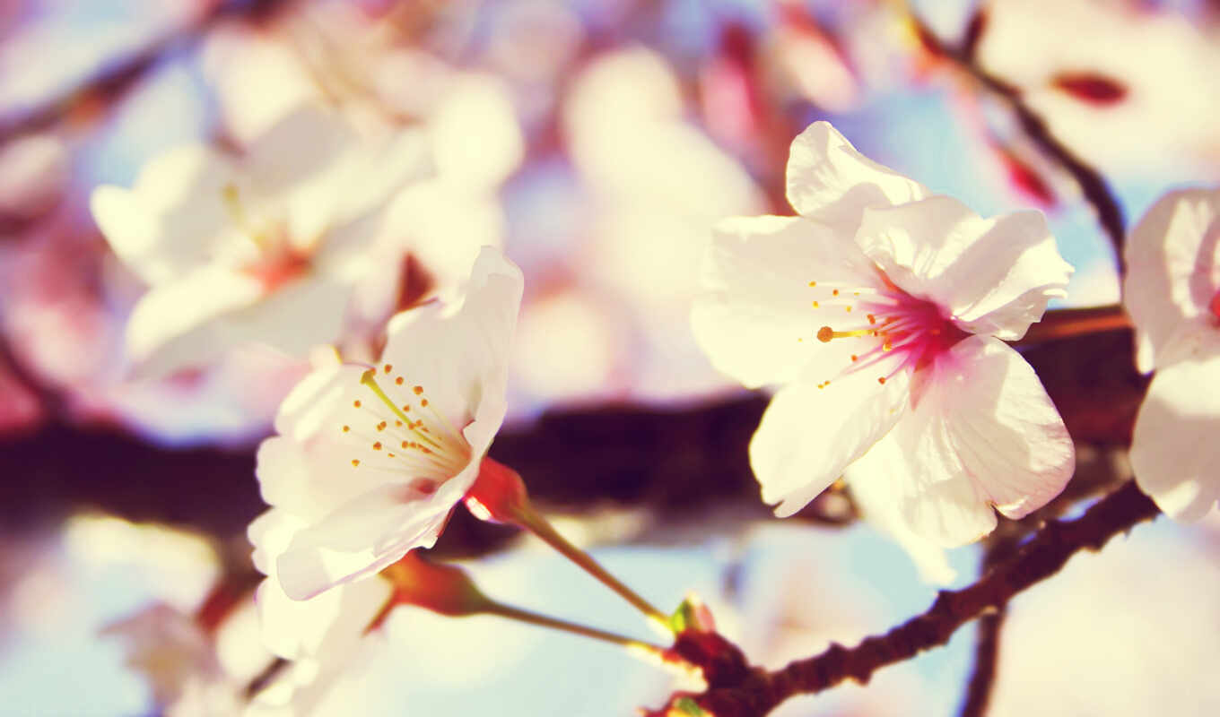 good, tree, petals, cherry, spring, blossom, beautiful, narrow, makryi, freeimage