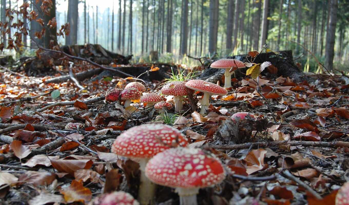 природа, пол, шляпа, лес, красное, осень, stuff, mushroom, fungus, fore, языка
