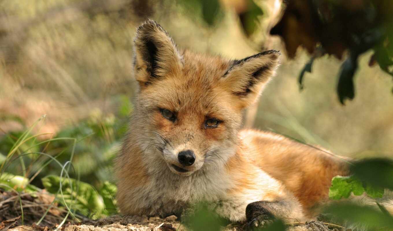 red, fox, animal, color, without, firmar