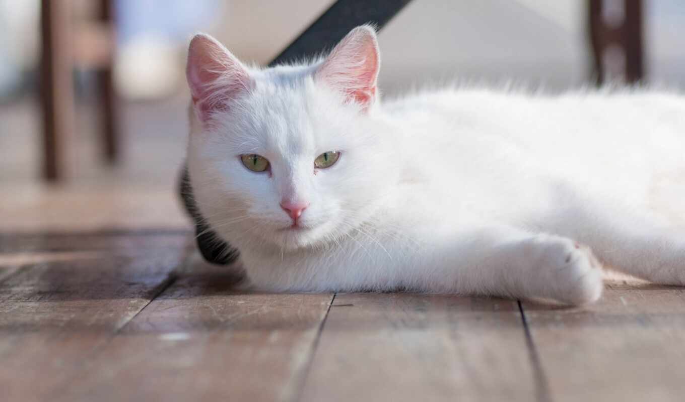 white, кот