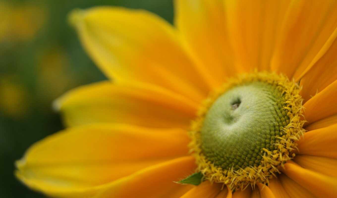цветы, yellow, sunlight, пыльца