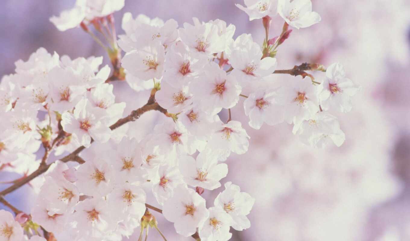 flowers, white, petals, cherry, spring, springtime