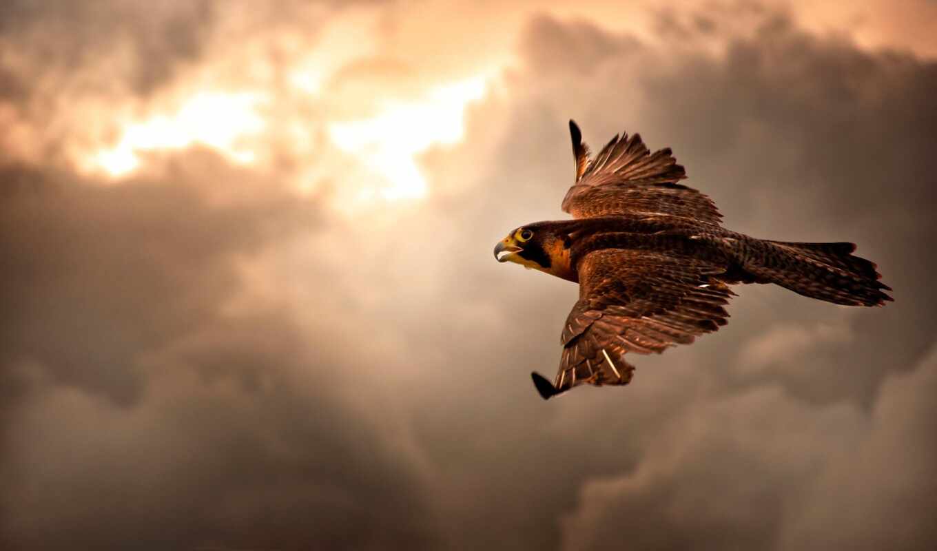 nature, sky, flight, cloud, bird, orlan, animal, hawk, falcon, prey