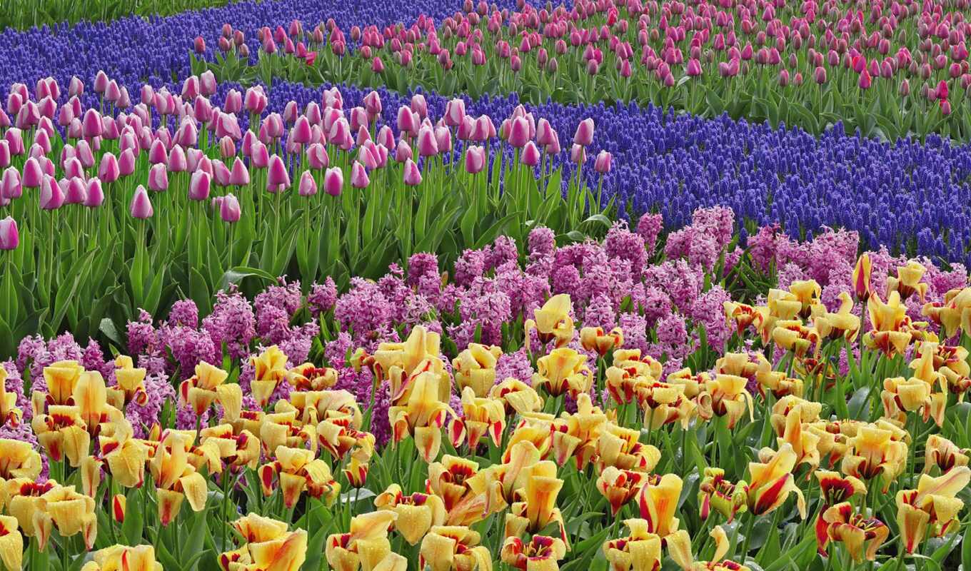 flowers, colorful, field, spring, color, tulip, hyacinth, mrwallpaper, comdownload