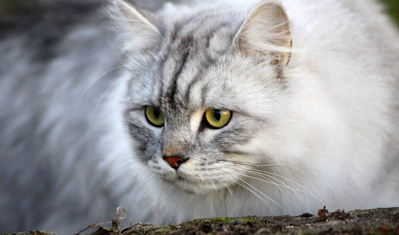 кот, looking, там, нечто, сидя, молотый