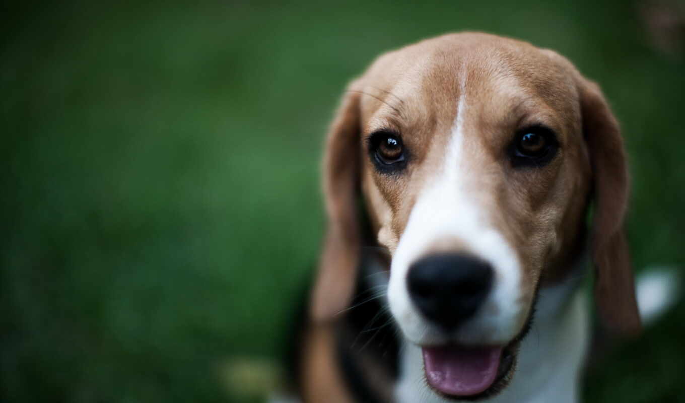 facebook, dog, muzzle, beagle, nose, greyhaund