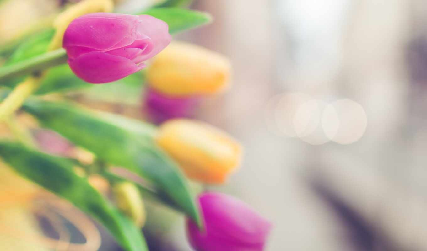 pink, pink, yellow, tulips, tulips, cvety, thank