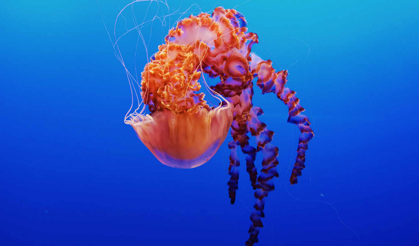 california, usa, bay, jellyfish, аквариум, monterey