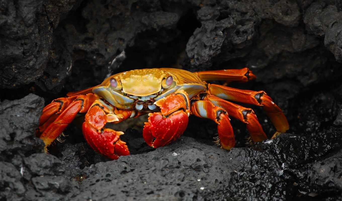 world, travel, underwater, crab, guide, клешни, краб, grapsus