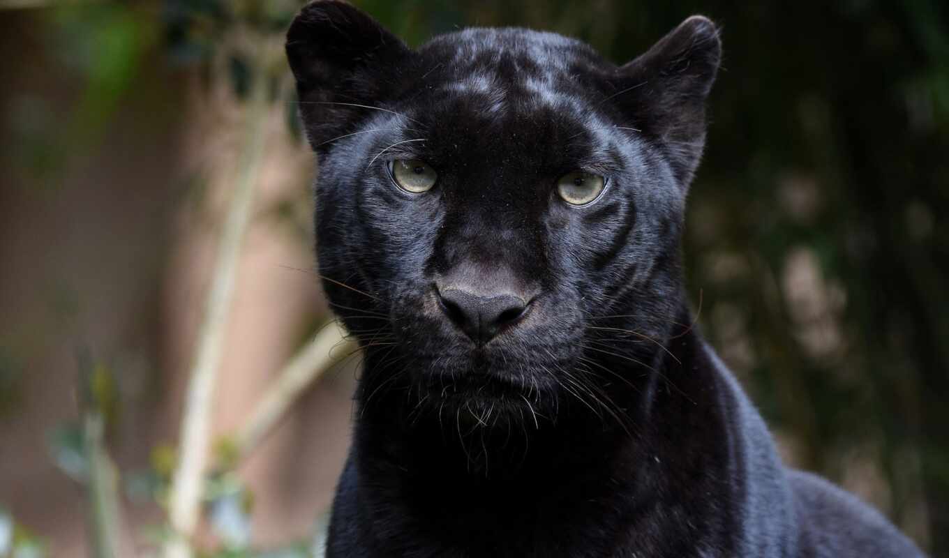 black, глаза, кот, леопард, хищник, wild, panther