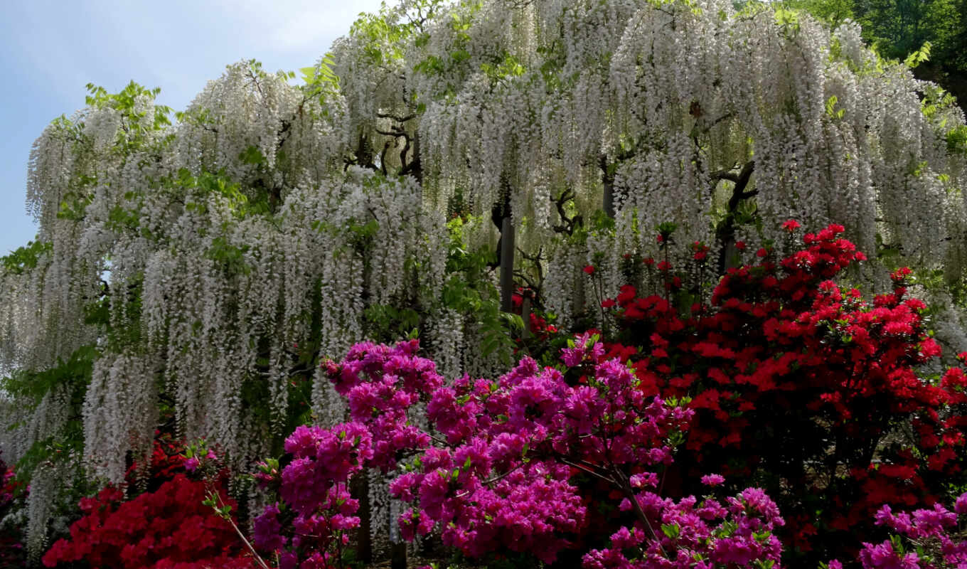 хороший, цветы, дерево, japanese, весна, красивый, park, япония, wisteria, narrow