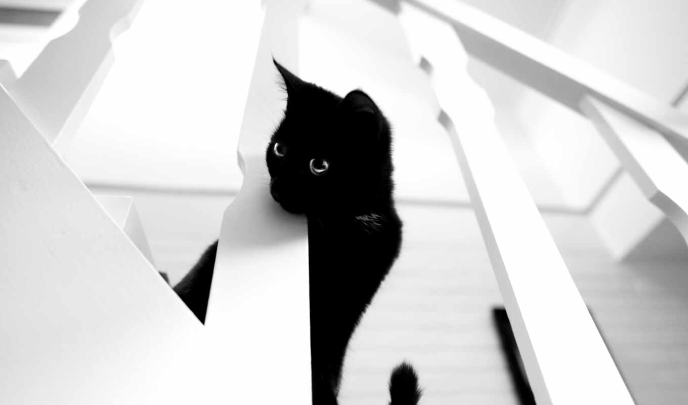 black, white, cat, see, kitty, kitty, public, royalty, domain, stair