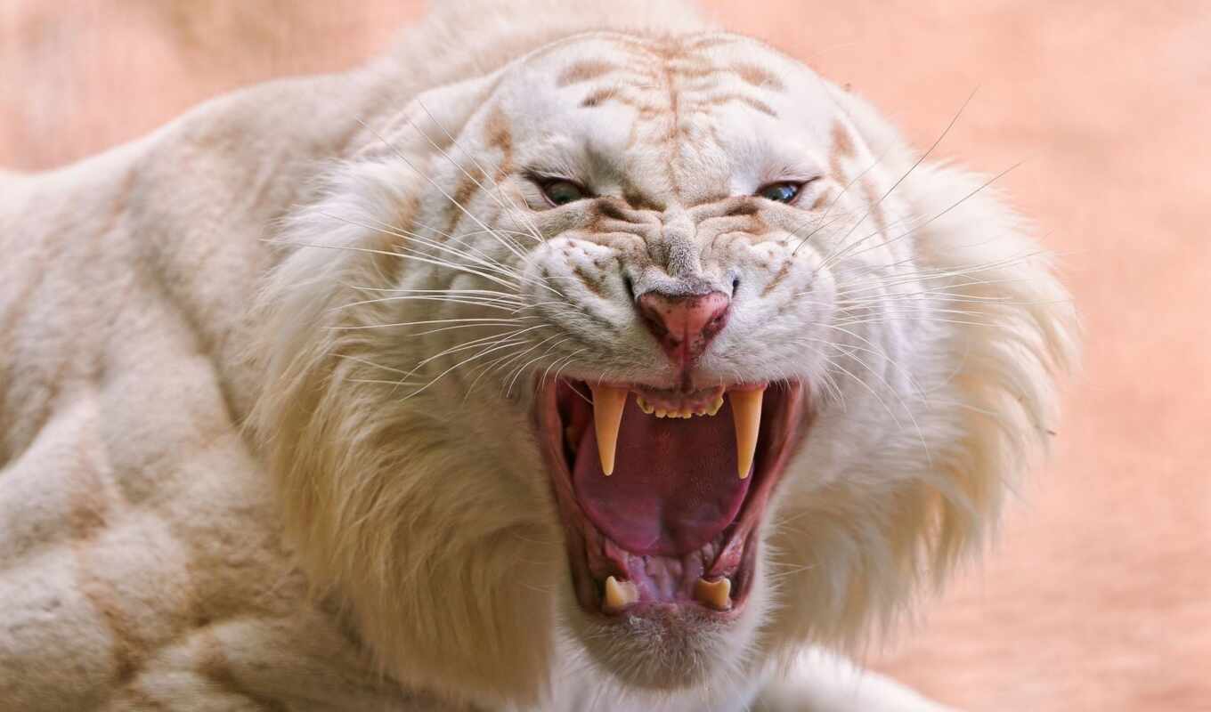 white, хищник, тигр, пасть, ухмылка, fang