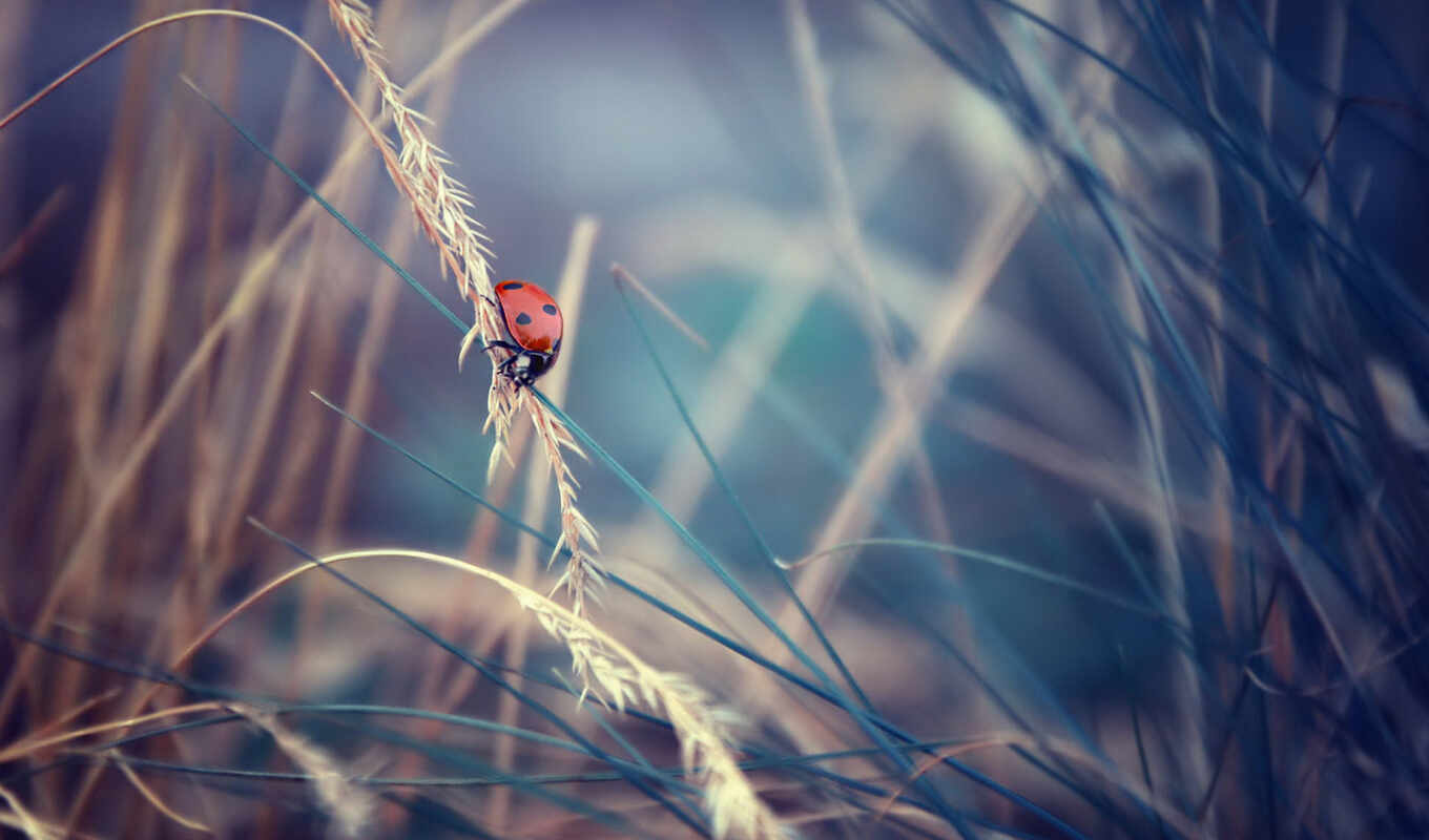 insect, ladybug