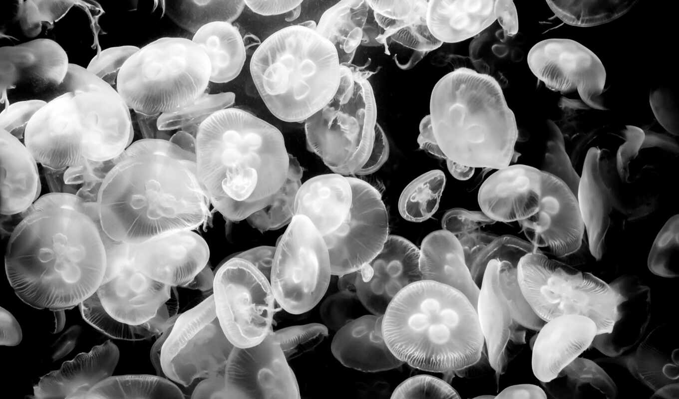 black, white, post, jellyfish