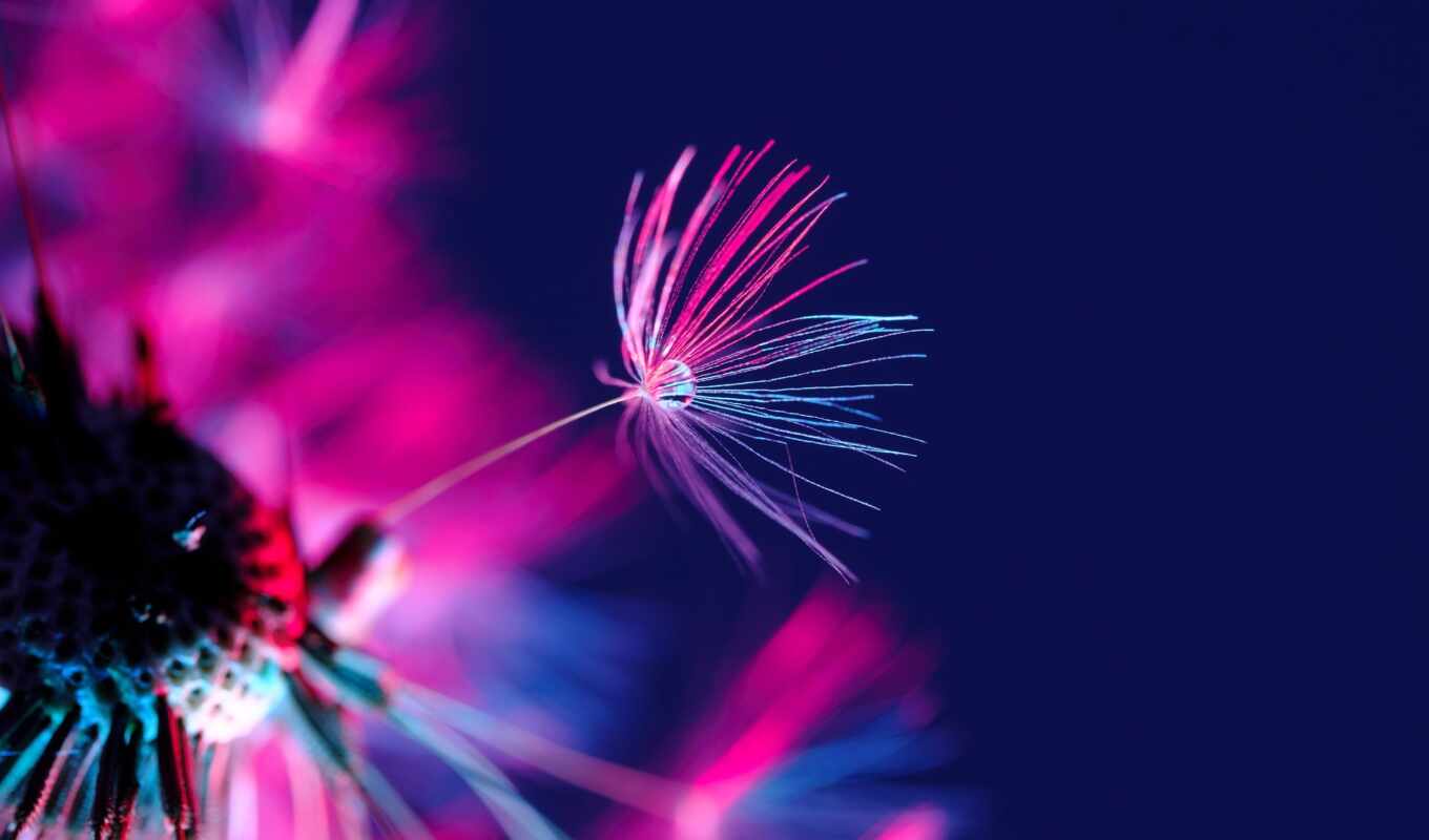 цветы, drop, фон, cool, purple, water, одуванчик, роса, seed, common, pixabay