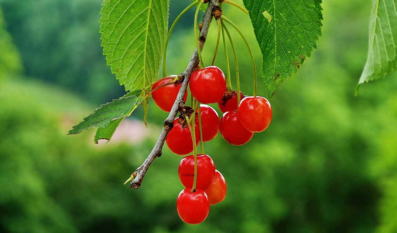 nature, flowers, meal, red, cherry, branch, fetus, ava, berry
