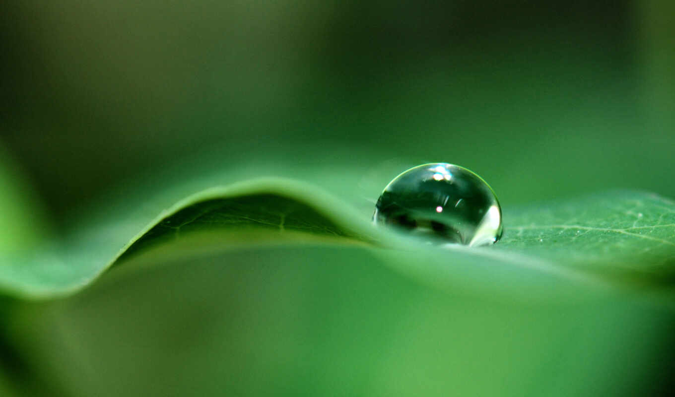 sheet, macro, greenery, a drop, leaf