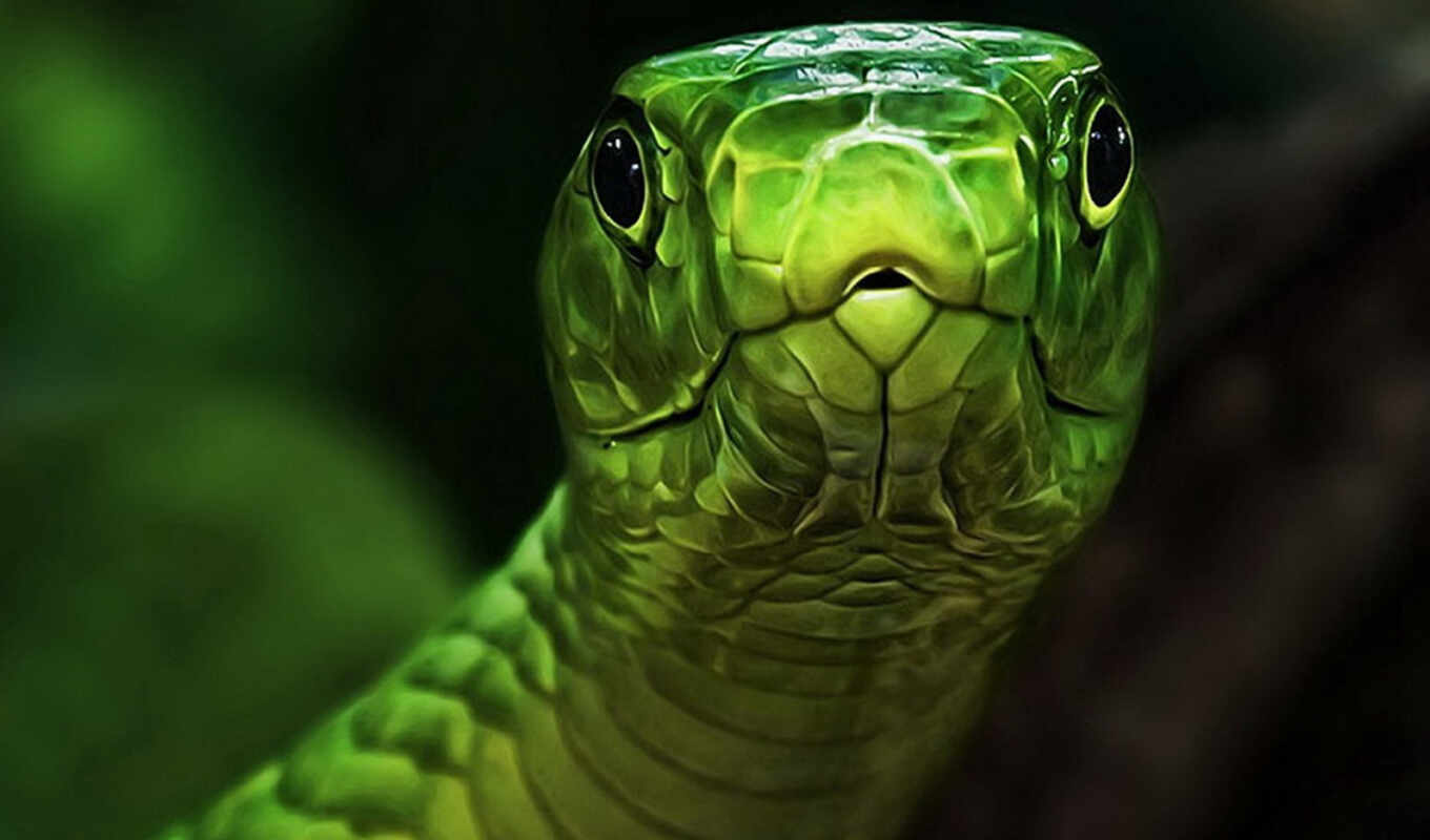 голова, картинка, змеи, зелёная, snake, зеленой