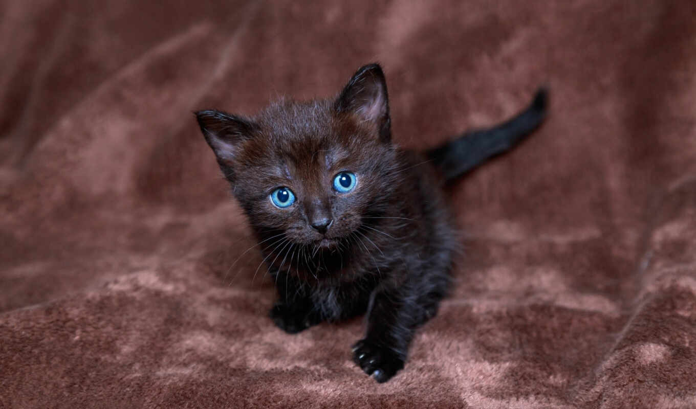 black, кот, стоит, глазами, голубыми, котенок, small, бархатной