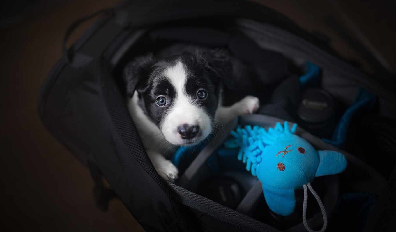 dog, puppy, bag, border, toy, collie