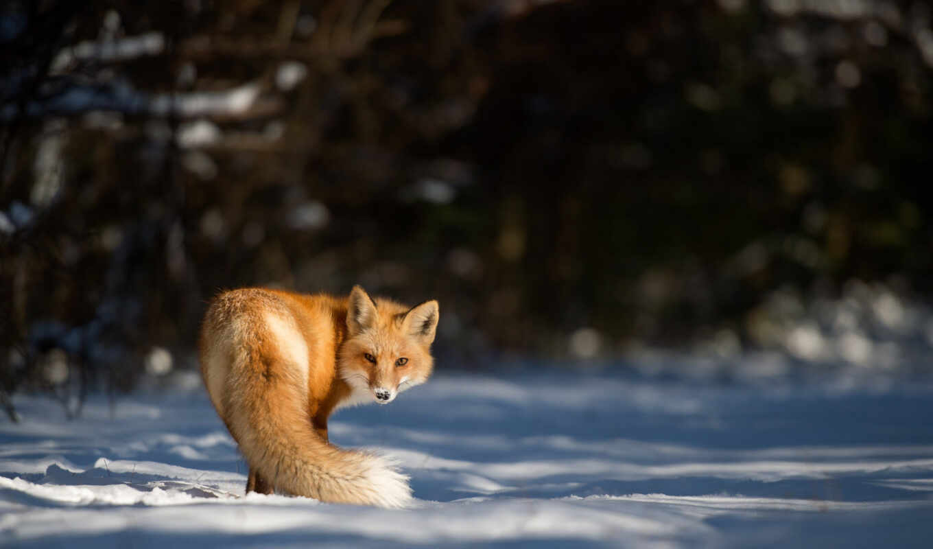 nature, photo, snow, winter, animals, cute, fox, animal, cold