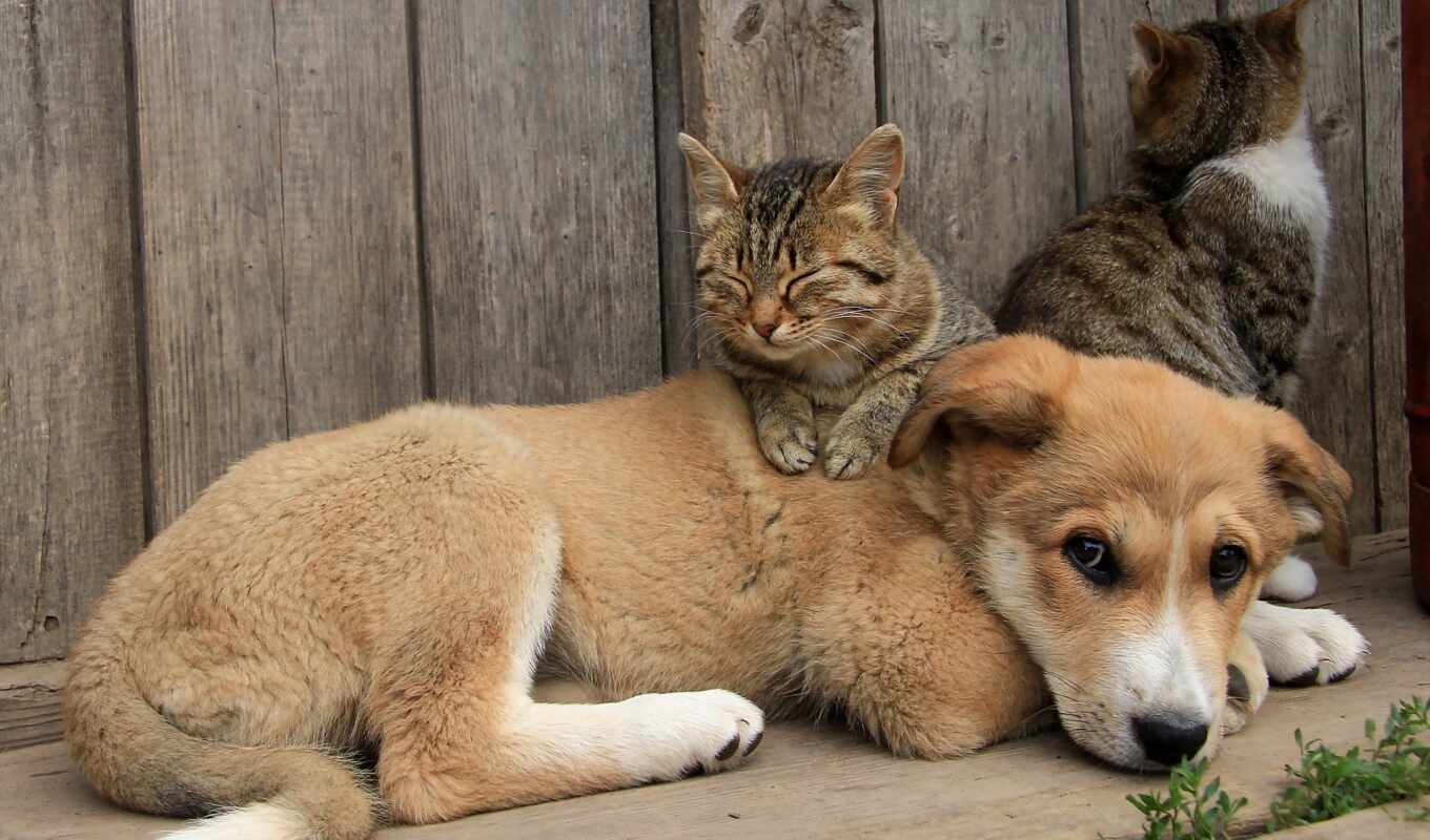 дружба, кот, собака, щенок, котенок, домашние, animal, подруги