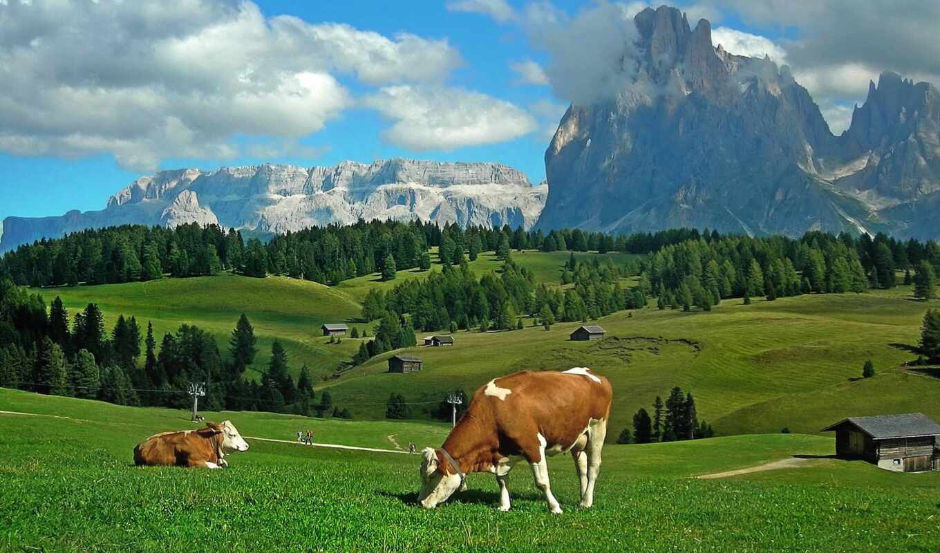 cow, alpine, луг