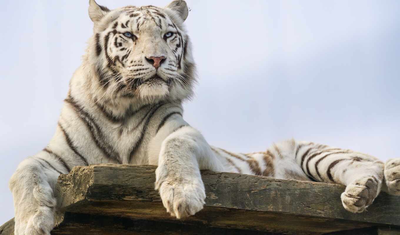 white, тигр, animal