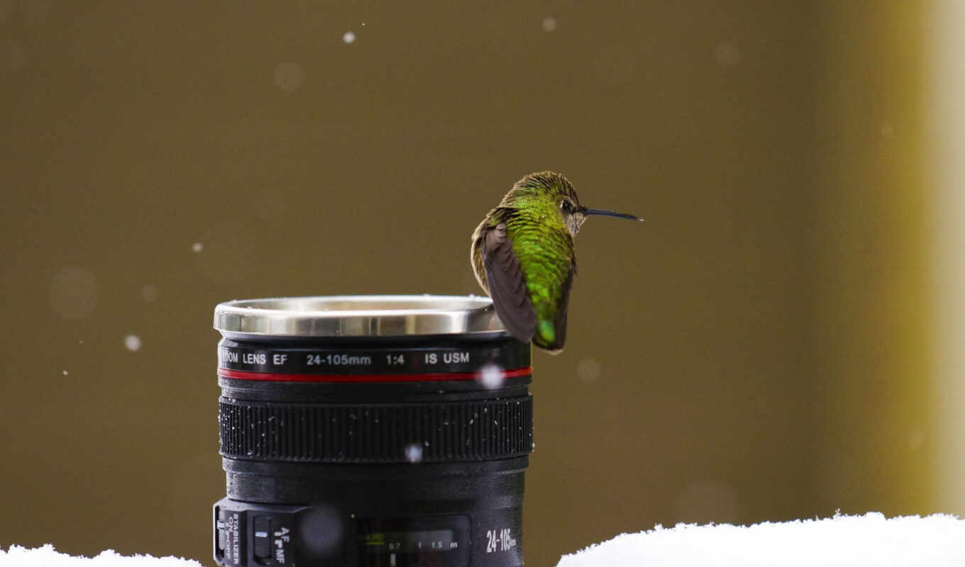 объектив, снег, птица, колибри