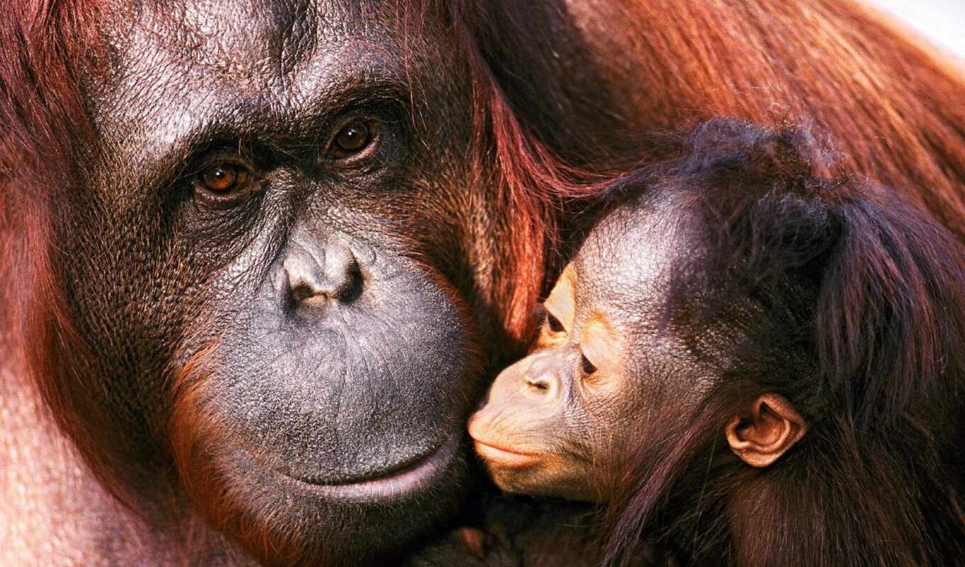 more, images, female, pinterest, baby, orangutans, sumatran, orange