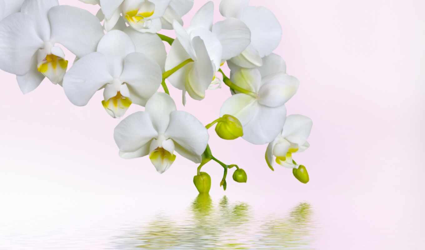 desktop, iphone, white, background, orchid, softness, bright screen