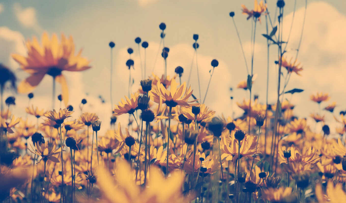 summer, beautiful, field, to find, field, yellow, cvety, in summer