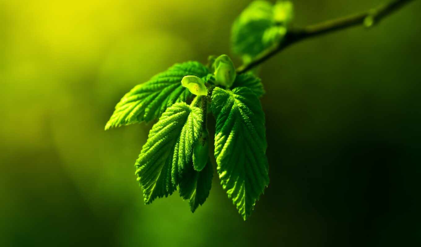 природа, drop, free, лист, картинка, оригинал, зеленое, leaf, permission, makryi