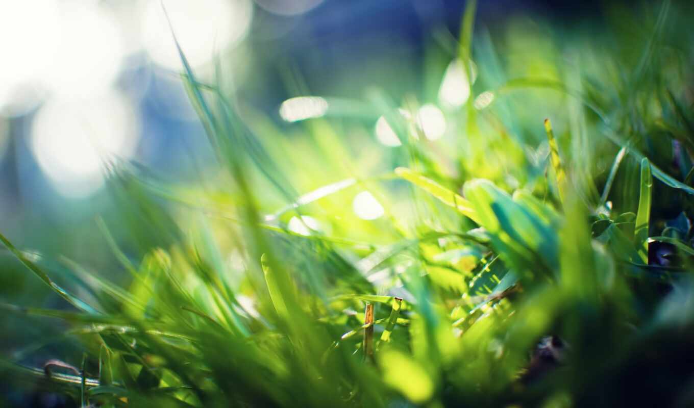 ipad, grass, air, mini, popularity, have, spring, lawn, stolaoboi