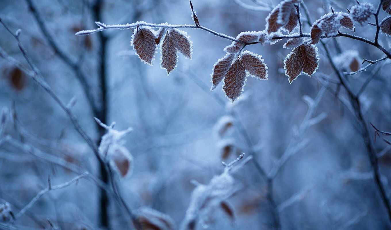 природа, лист, дерево, иней, winter
