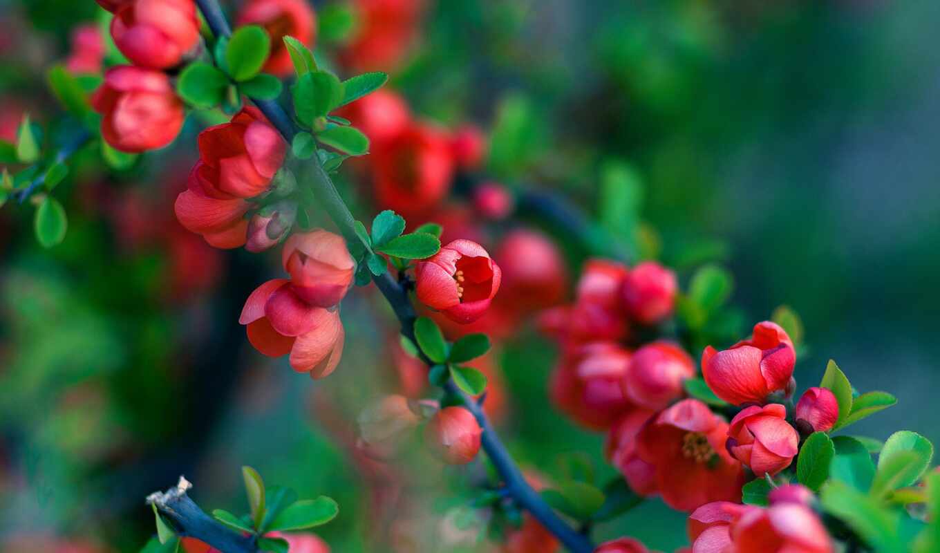 flowers, branch, spring, bloom, quince