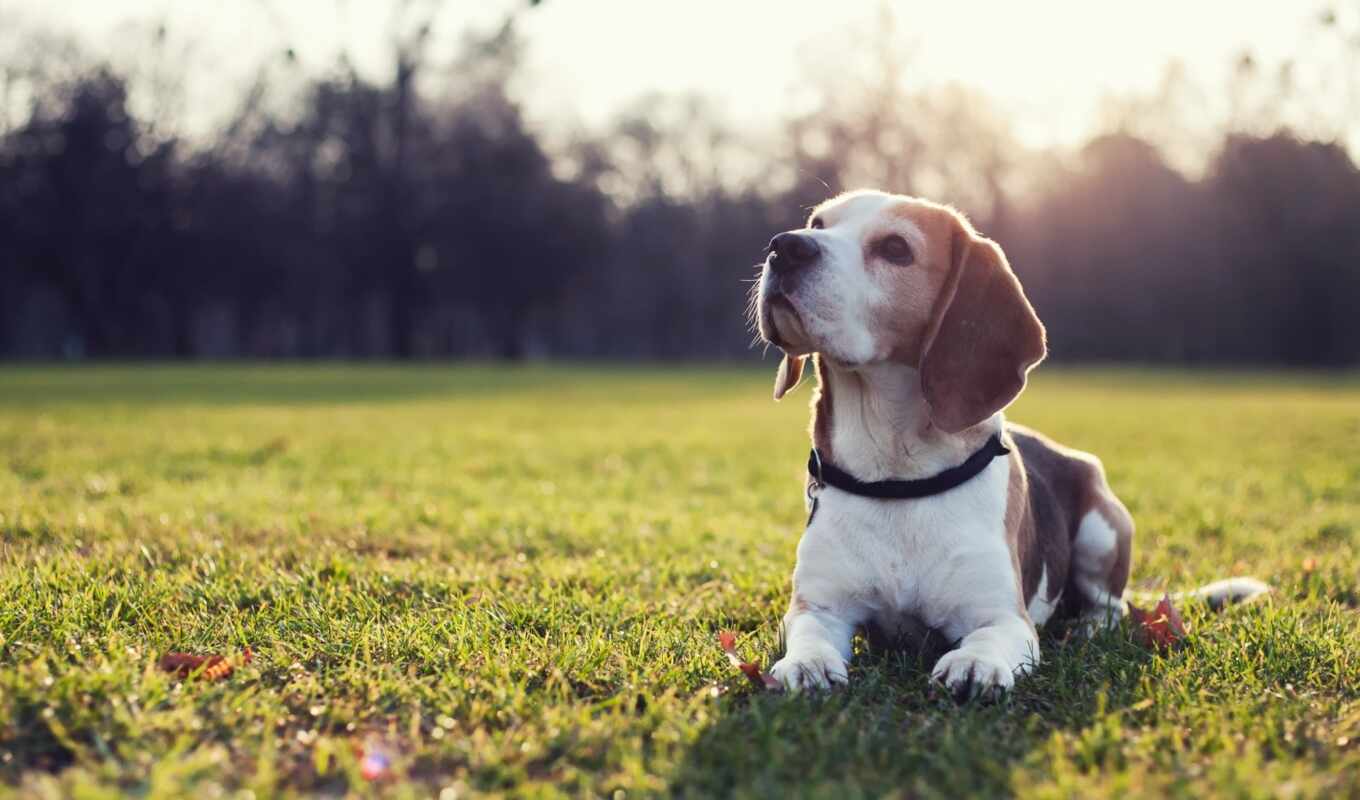 собака, щенок, beagle, pet