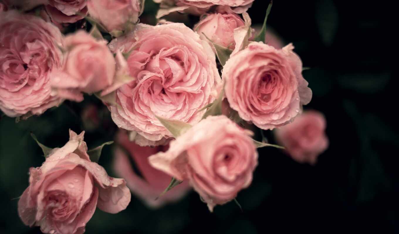 роза, pictures, лепестки, tumblr, photography, розы, flowers, roses, букет, троянда