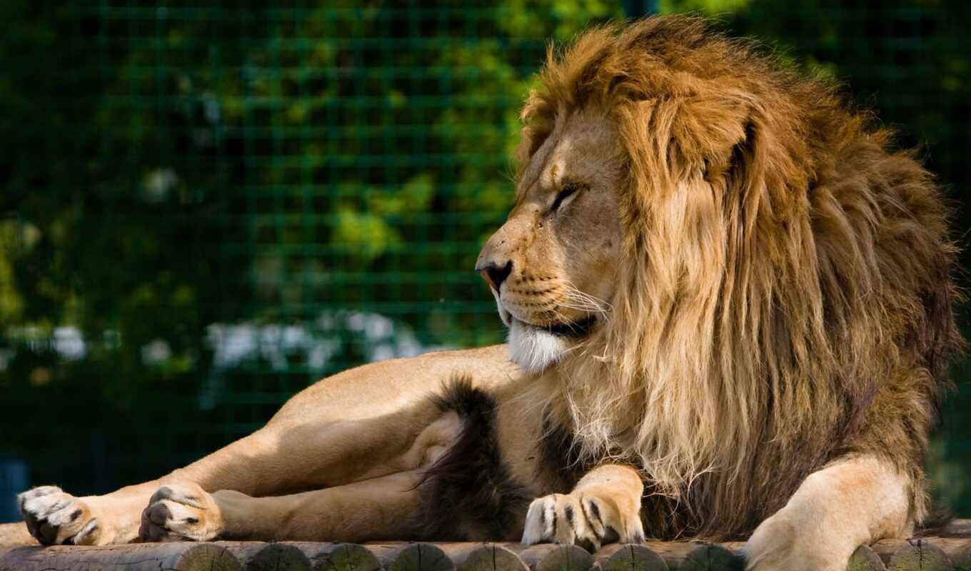 lion, отдых, хищник, морда, грива