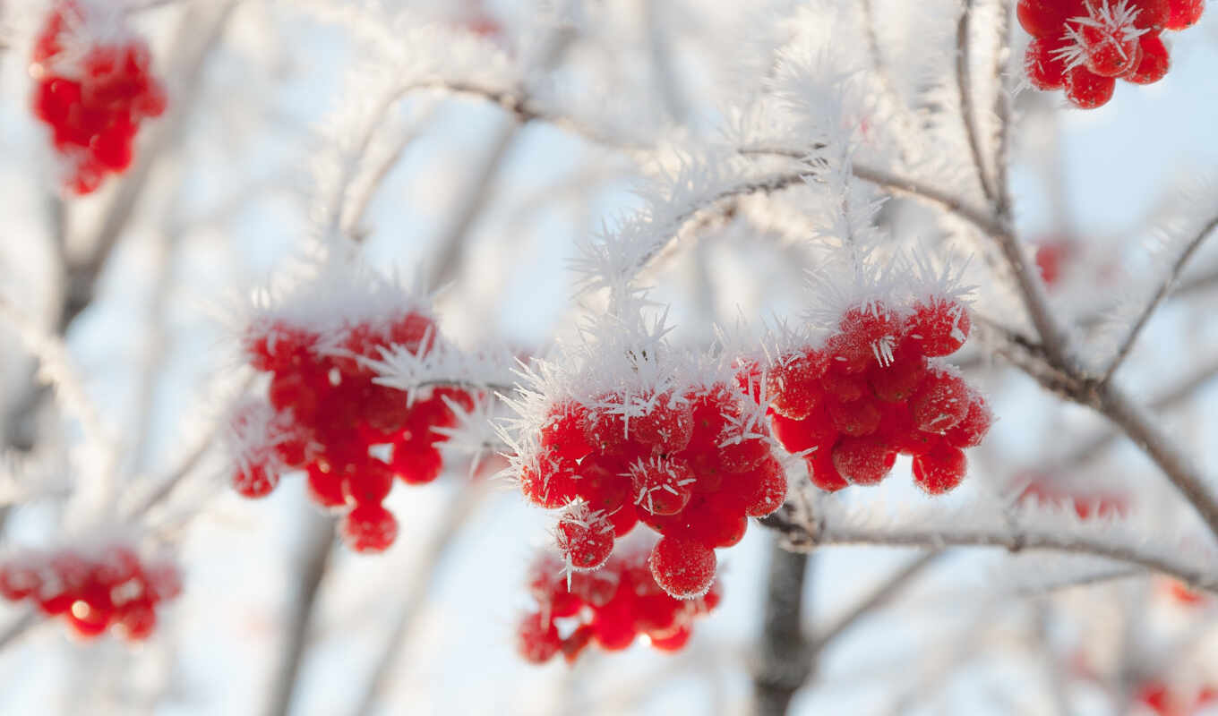 nature, frost, winter, google, berries, rowan trees, ashberry