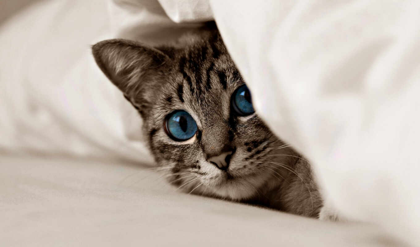 взгляд, картинка, свет, кот, голубые, кошки, коты, котенок, cats, zhivotnye