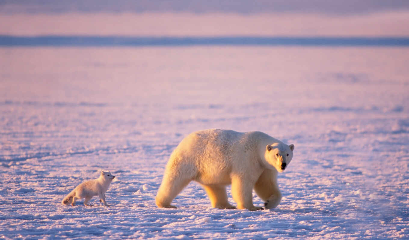 white, white, ice, bear, bears, arctic, arctic fox, bear