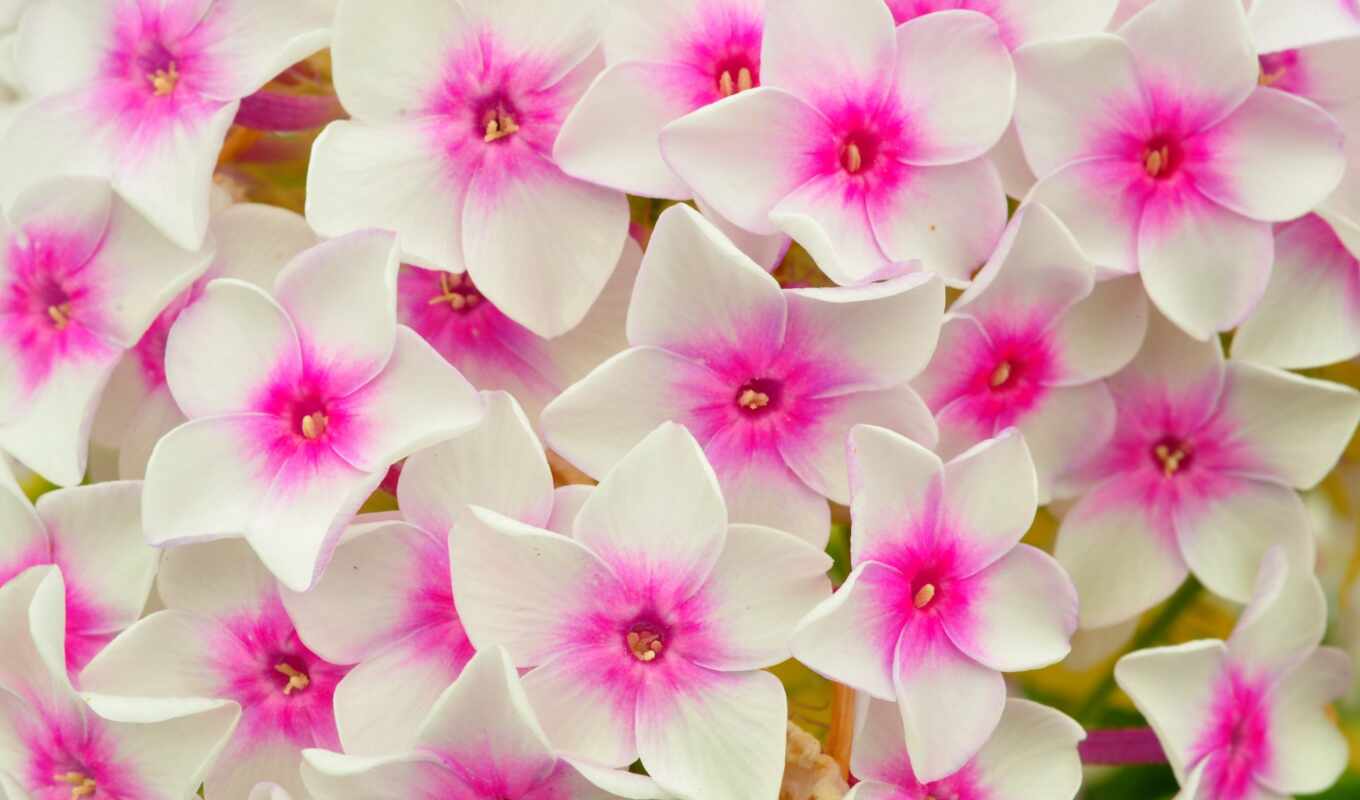 цветы, white, клипарт, день, весна, png, fast, cvety, pochtit