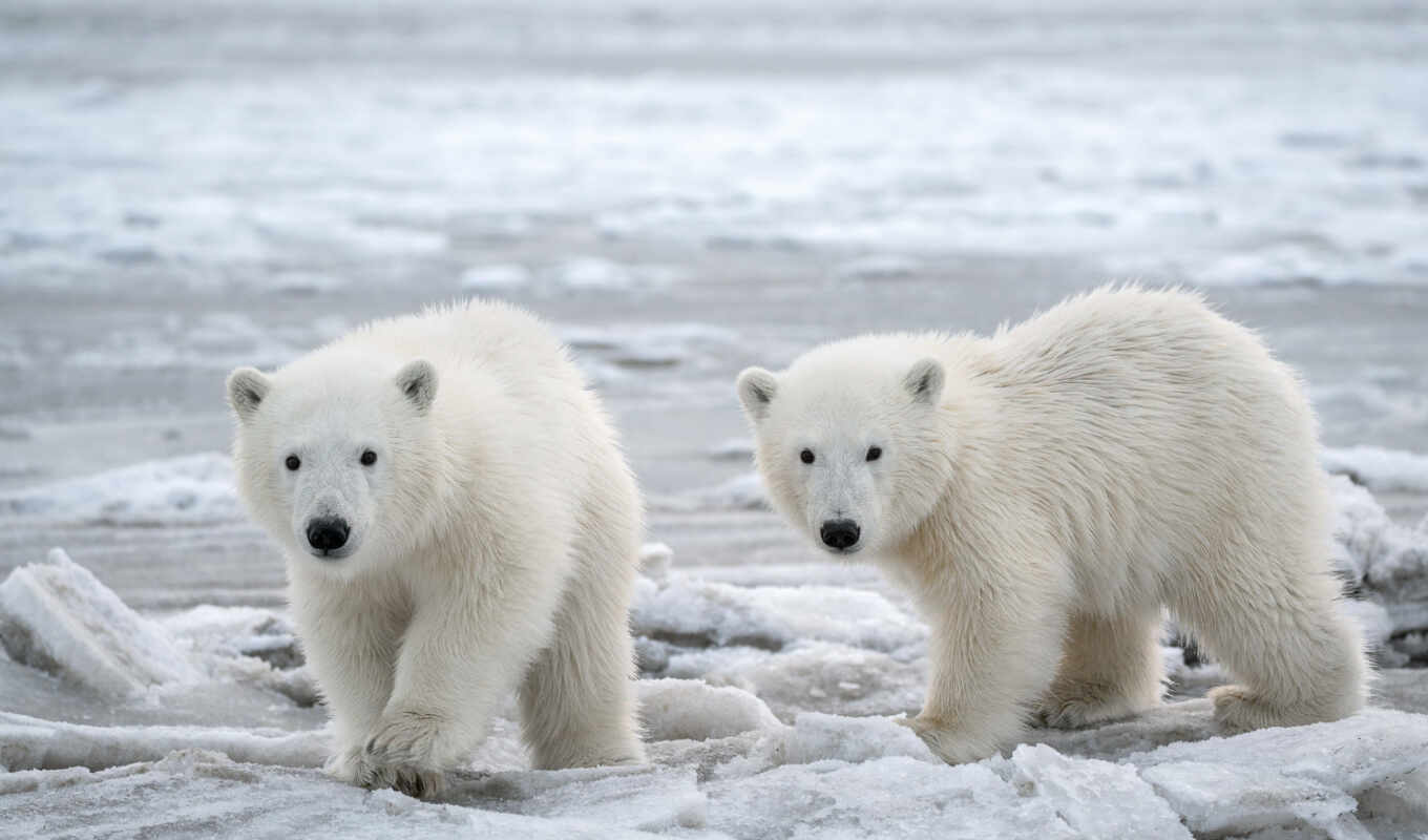 white, лед, снег, медведь, cover, north, аляска, arctic, polar