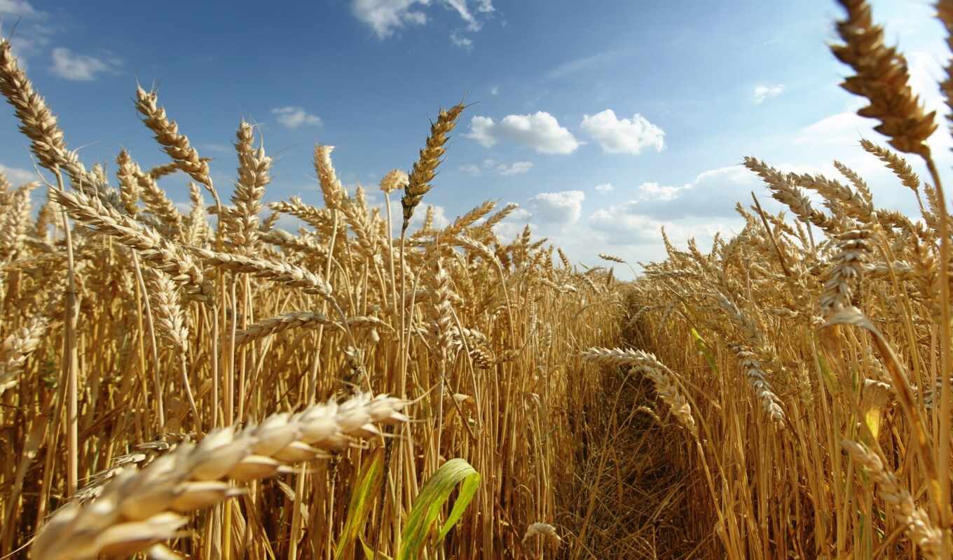 поле, million, пшеница
