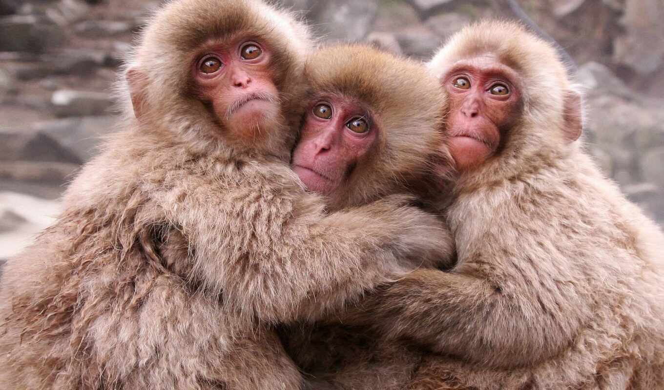 три, обезьяна, funny