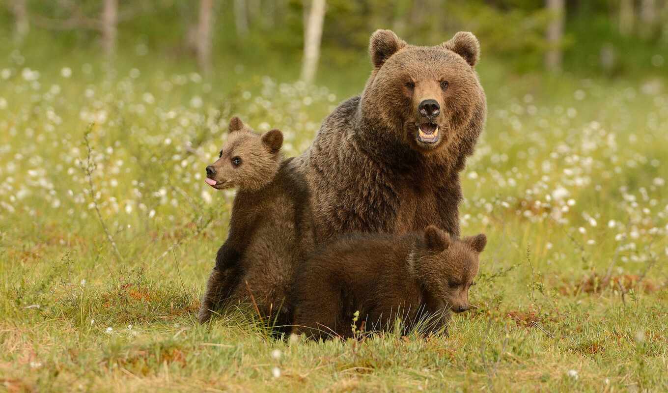 картинка, найти, браун, медведь, animal, детёныш, baby, тыс, medvezhonok