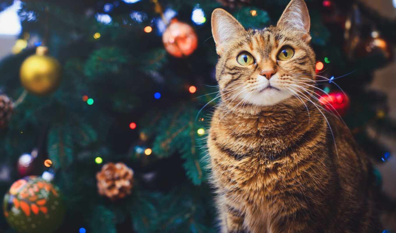 home, cat, christmas, gift, sit, Christmas tree, stokovyi, naryadit, besplatnooboi