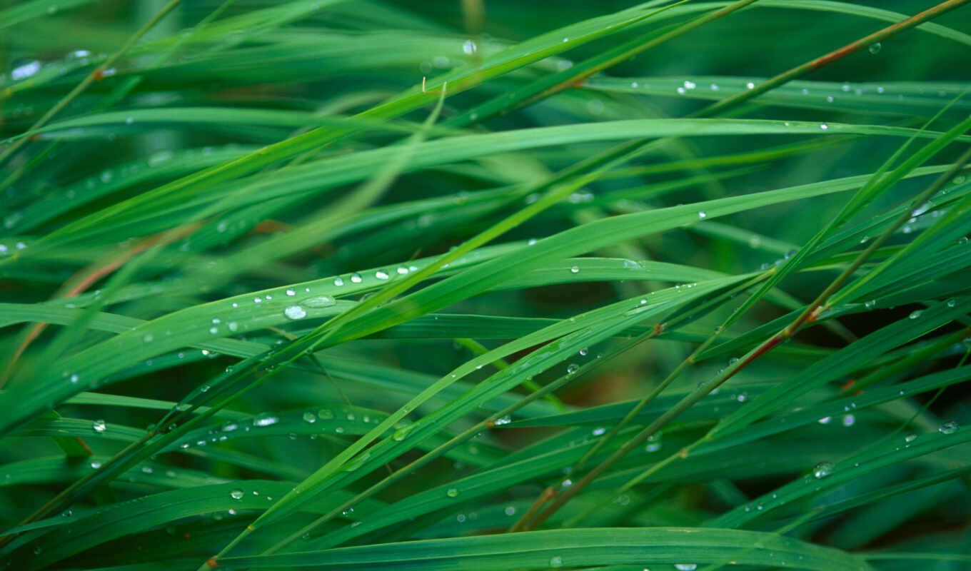 mac, drops, macro, grass, dew, tag, which, waters